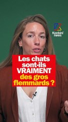 Les chats sont-ils VRAIMENT des flemmards ?