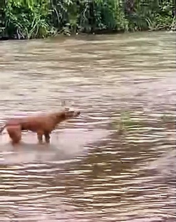 Loyal dog risks his life to meet his canine friend! 