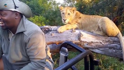 حيوانات تهاجم البشر الفيديو المطلوب _2