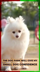 The Dog Park Will Give My Small Dog Confidence #shorts