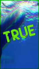 Sperm Whales Can Scream You To Death #shorts