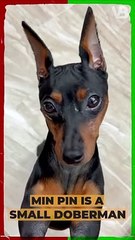 Min Pin Is A Small Doberman #shorts