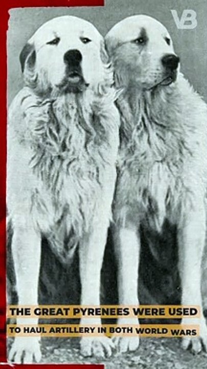 The Great Pyrenees Were Used to Haul Artillery in both World Wars #shorts