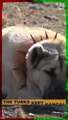 The Turks Kept Kangal All to Themselves #shorts