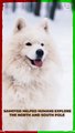 Samoyed Helped to Explore the North & South Pole #shorts