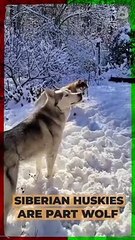 Siberian Huskies Are Part Wolf #shorts