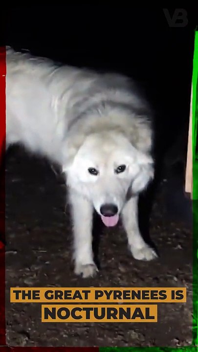 The Great Pyrenees Is Nocturnal #shorts