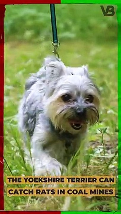 The Yorkshire Terrier Can Catch Rats in Coal Mines #shorts - video ...