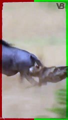 The African Wildogs Are The Most Successful Hunters #shorts