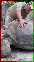 Turtles Can’t Feel What’s on Their Shell #shorts