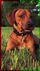 Rhodesian Ridgeback Can Lure Out Lions From Caves #shorts
