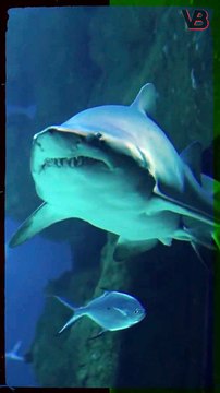 Sharks Can Smell A Drop Of Blood From Miles Away #shorts