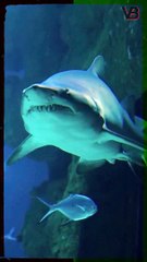 Sharks Can Smell A Drop Of Blood From Miles Away #shorts