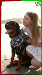 Rottweilers Love Only One Person #shorts