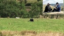 Is a PANTHER on the loose in the Peak District? Camper says his mobile phone has captured big cat feeding on dead sheep