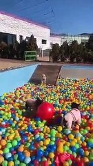 Kucing dan anjing ini sangat menggemaskan