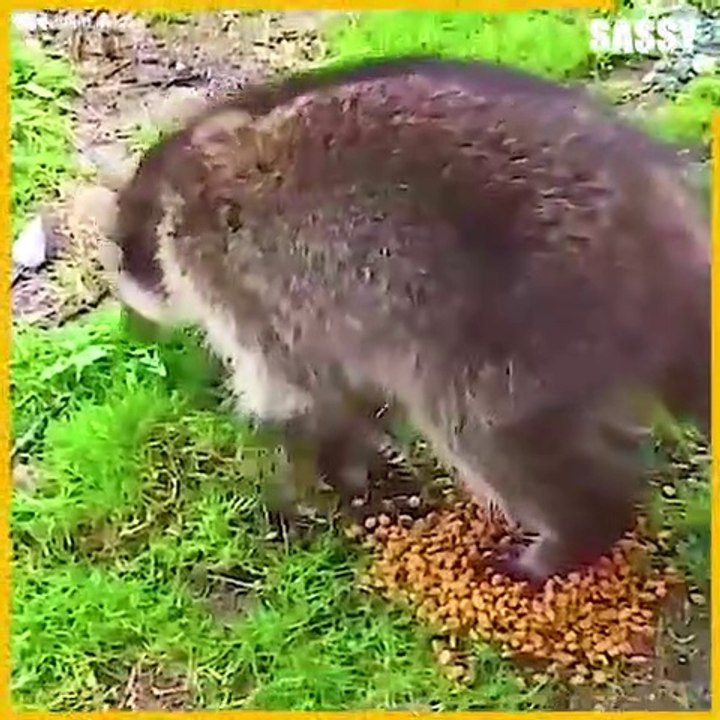 Poor Raccoon choking to death! ️