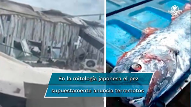 Capturan en costas de Sinaloa un pez remo, asociado con la predicción de terremotos