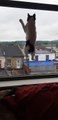 Cat Hilariously Jumps at Window to Catch Bug on Other Side
