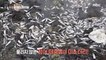 [HOT] What is the cause of the death of a 60-ton herring herd?,생방송 오늘 아침20221006
