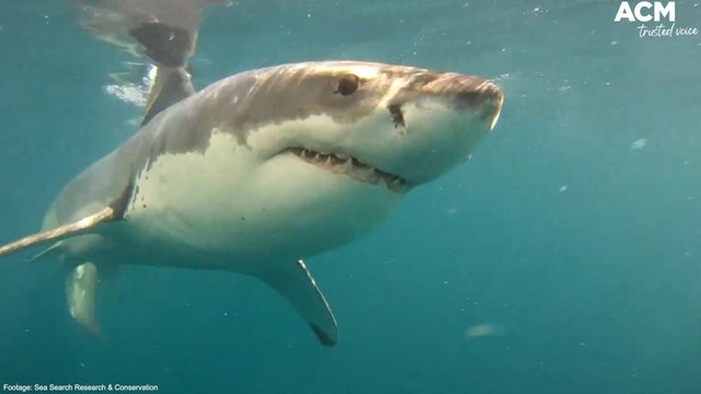 Drone footage captures killer whales eating white sharks in Mossel Bay, South Africa | October 6, 2022 | ACM