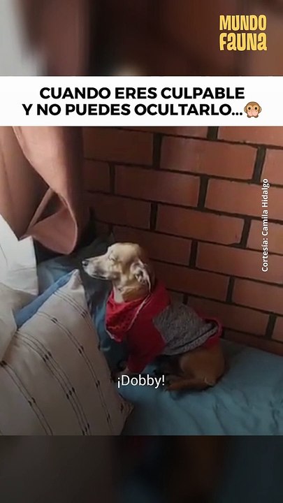 Cuando eres culpable y no puedes ocultarlo
