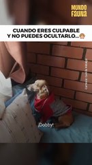 Cuando eres culpable y no puedes ocultarlo