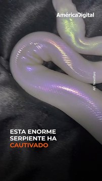 Si crees que lo has visto todo, esta serpiente te sorprenderá