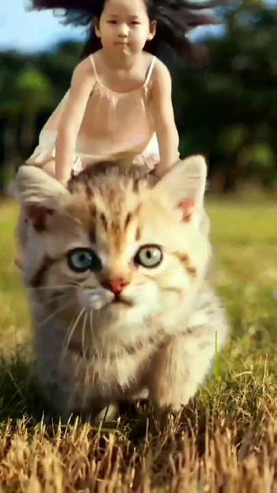 Cute baby cat - kitten funny videos