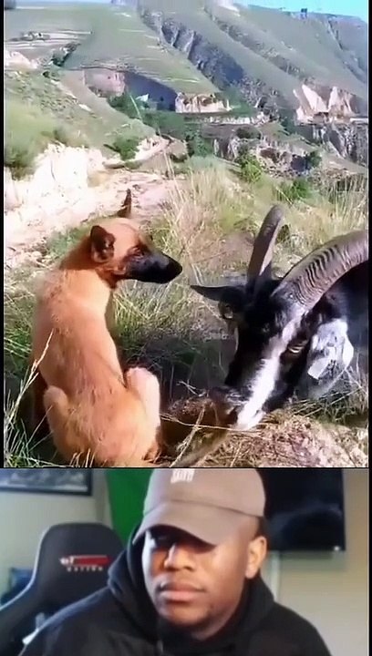funny animals | make you laugh