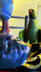 funny animals | you must laugh