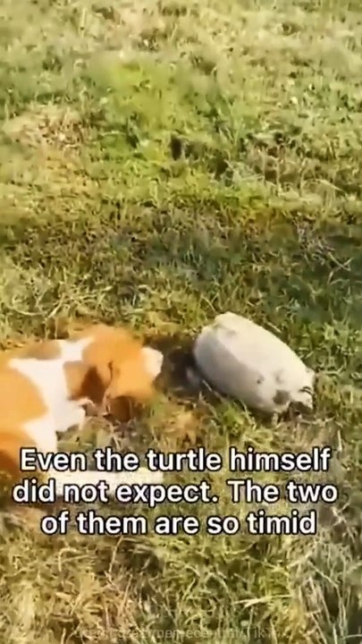 Funny animals video