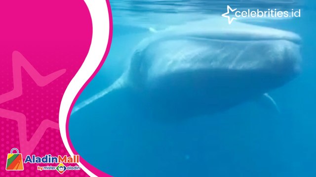 Begini Penampakan Paus Orca dan Paus Biru di Laut Alor