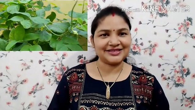 अपराजिता की मदद से प्राकृतिक उपचार _माइग्रेन, बुखार, पुरानी खांसी, टॉन्सिल और हाइड्रोसिल का इलाज/ Migraine ,Fever, cough ,tonsil and hydrosil treatment with the help of Aprajitat