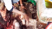 Fish Cutting Skills in Village Fish Market | Expert Cutting Skills Big Fish Cutting Video