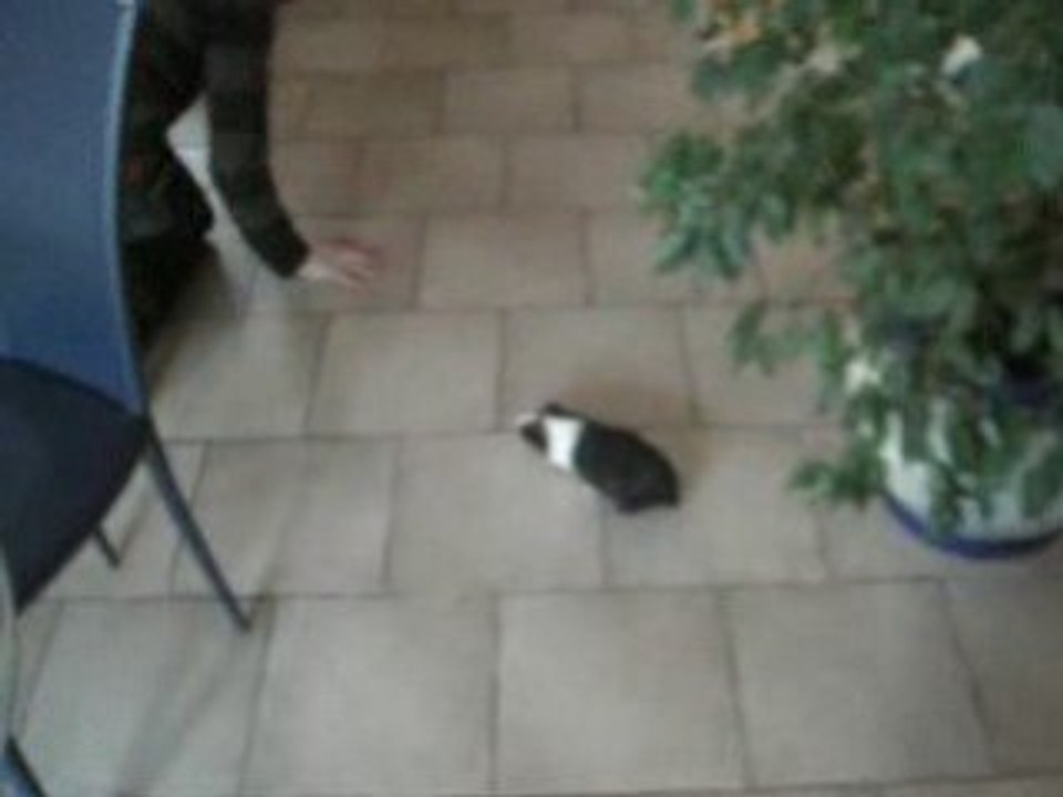 soky et cracotte nos cochons d'inde