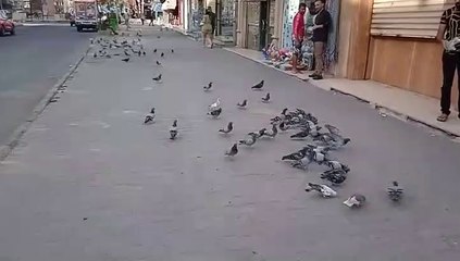 أنا قلب برج حمام هجّ الحمام منّه    I am the heart of a dovecote