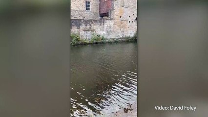 Otters spotted in the Leeds and Liverpool canal in Burnley