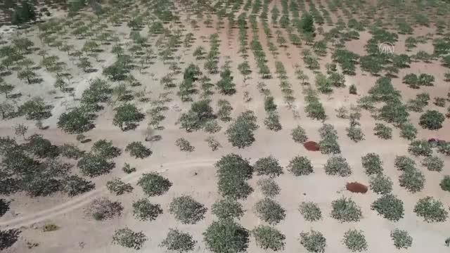 Şanlıurfa haber: ŞANLIURFA - ŞEHİRLERİN LEZZET REKABETİ - Gaziantep ve Şanlıurfa arasında ismi paylaşılamayan lezzet: Fıstık