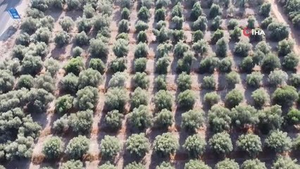 Zeytinyağının lezzete dönüşen zahmetli yolculuğu başladı