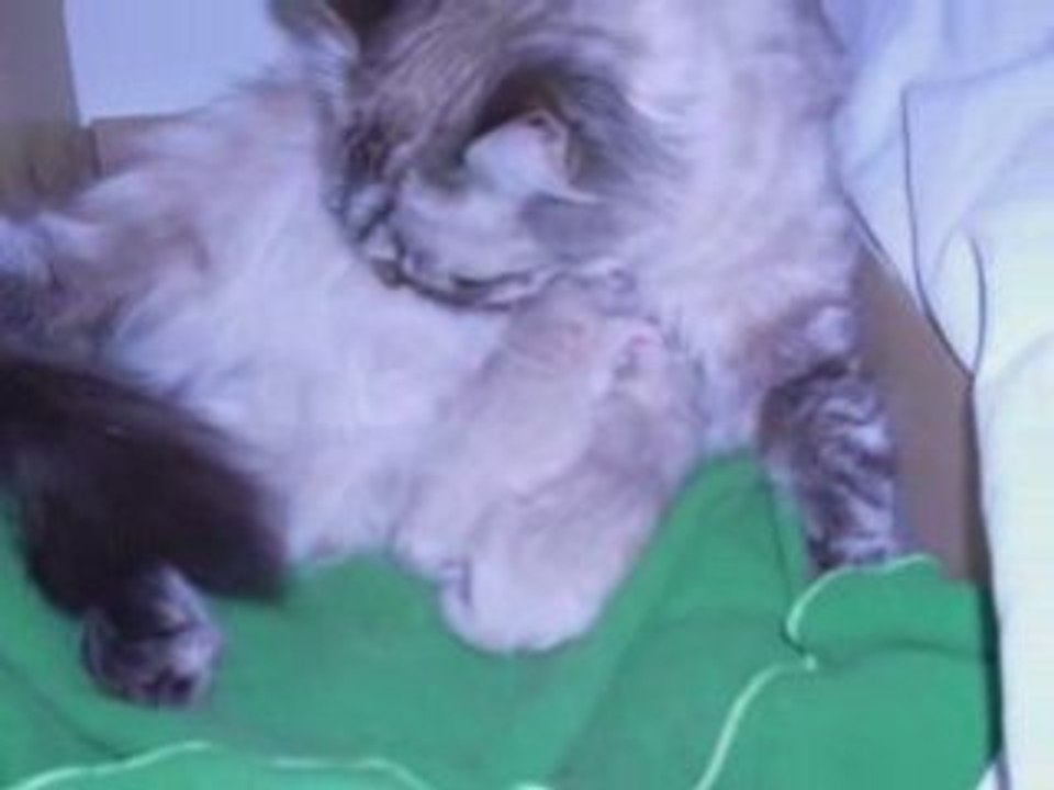 Vidéo chaton