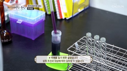 내장 비만을 제거하는데 도움을 주는 모로실 속 성분들☺ TV CHOSUN 20221006 방송