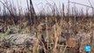 Iraqi marshlands under threat: Tigris & Euphrates suffering from severe droughts