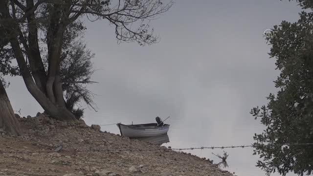 Ordu haberi! Gölköy Barajı'nda kıyıya vuran ölü balıklar toplanıyor