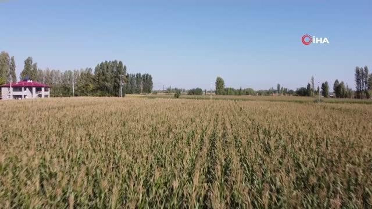 Iğdır haber: Iğdır'da mısır silajı hasadı böyle görüntülendi