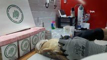 Çanakkale yerel haberi | Çanakkale'de okul duvarına çarpan yaralı 'Peçeli Baykuş' tedavi altına alındı