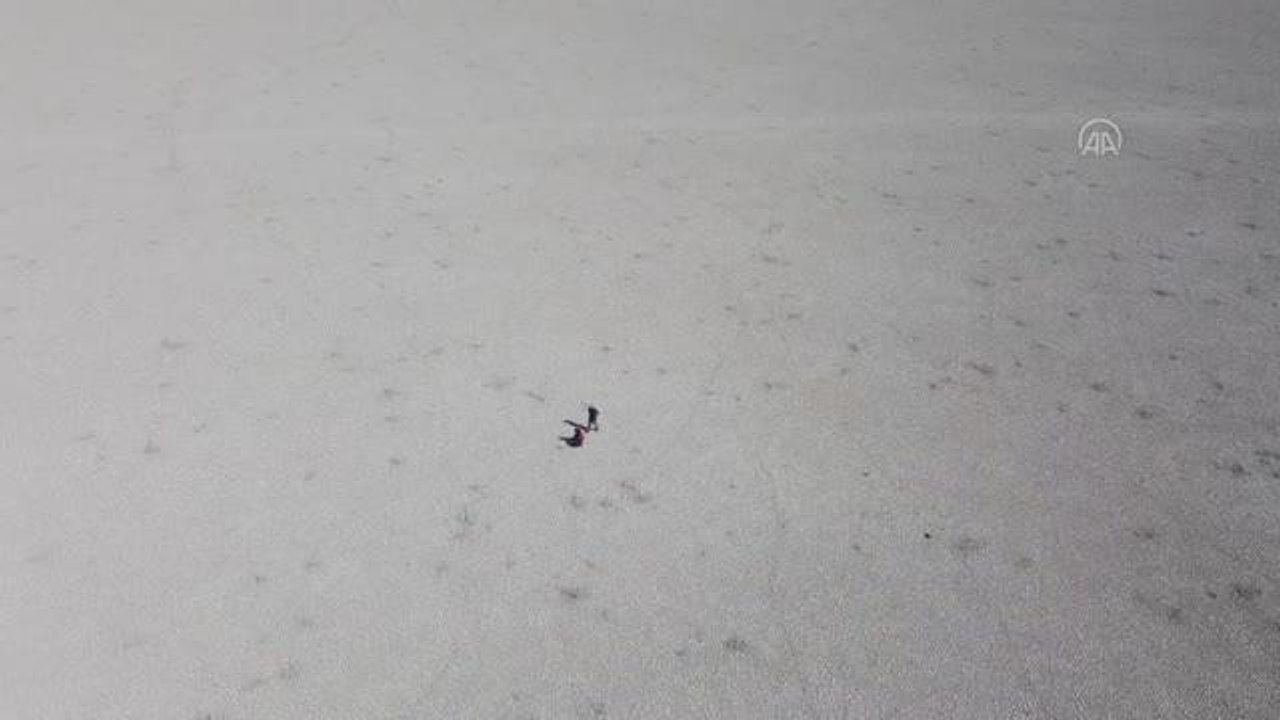 Konya haber: Mevsimsel kuraklığın yaşandığı Akşehir Gölü'nde çok sayıda ölü yaban ördeği bulundu