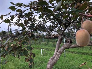 Rize haber! Kivi, Rize çayına alternatif olamadı