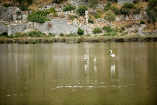 Noel Baba Kuş Cenneti flamingoların evi oldu