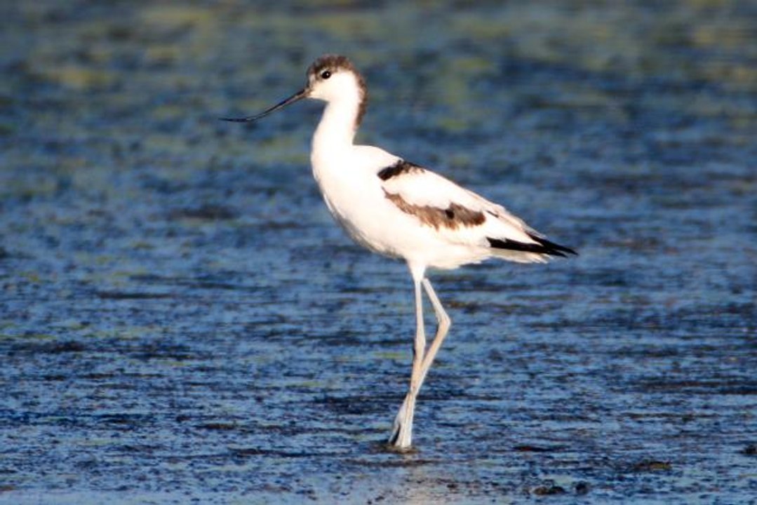 Iğdır haberleri! Iğdır'da mola veren kılıçgaga kuşunun beslenme anı kamerada